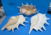10 to 12-7/8 inches Giant Spider Conch Shell for Sale with Long Finger Like Spines, Lambis truncata -  Discount Pack of 2 @ $13.00 each