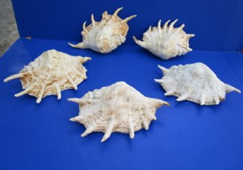 8 to 9-3/4 inches Small Giant Spider Conch Shells in Bulk Case of 10 @ $6.75 each