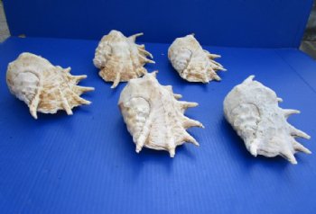 8 to 9-3/4 inches Small Giant Spider Conch Shells in Bulk Case of 10 @ $6.75 each