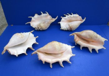 8 to 9-3/4 inches Small Giant Spider Conch Shells in Bulk Case of 10 @ $6.75 each