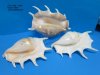 8 to 9-7/8 inches Giant Spider Conch Shell for Sale - You will receive one that looks <font color=red> Similar </font> to those pictured for $12.60 each.