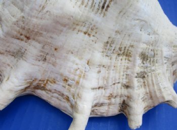 8 to 9-3/4 inches Small Giant Spider Conch Shells in Bulk Case of 10 @ $6.75 each