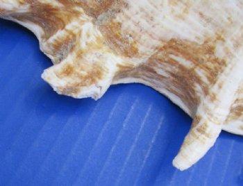 Giant Spider Conch Shell, Lambis truncata, 10 to 12-7/8 inches - 2 @ $13.00 each