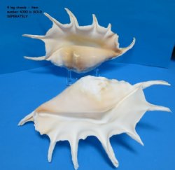 13 inches up Extra Large Giant Spider Conch Shell - $18.75 each