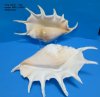  Extra Large Giant Spider Conch Shells 13 inches up <font color=red> Wholesale</font> 8 @ $11.70 each