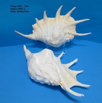 13 inches Extra Large Giant Spider Conch Shell - $18.75 each