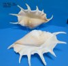 13 inches up Extra Large Giant Spider Conch Shell for Sale, a Large Decorative Shell With Long Spines-  Discount Pack of 2 @ $18.72 each