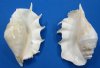 9 to 12 inches Discount Giant Spider Conch Shells, with Missing and Broken Points (#2 Quality) - You will receive shells that look <font color=red> Similar </font> to those pictured for $9.00 each