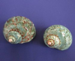 2-1/2 to 2-7/8 inches Polished Jade Turban Shells <font color=red> Wholesale</font> - 30 @ $3.25 each