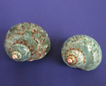 2-1/2 to 2-7/8 inches Polished Jade Turbo Shells - 5 @ $5.20 each