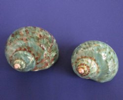 2-1/2 to 2-7/8 inches Polished Jade Turbo Shells - 5 @ $5.20 each