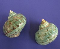 2-1/2 to 2-7/8 inches Polished Jade Turbo Shells - 5 @ $5.20 each