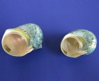 2-1/2 to 2-7/8 inches Polished Jade Turbo Shells - 5 @ $5.20 each