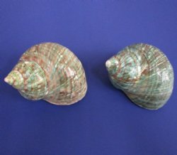 3-1/2 to 3-7/8 inches Polished Jade Turbo Shells for Large Hermit Crabs in Bulk - 6 @ $8.65 each