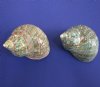 4 to 4-1/2 inches Polished Jade Turban Shells for sale, large hermit crab homes  - Pack of 1 @<font color=red> $10.99 each</font> (Plus $8.00 First Class Mail) 