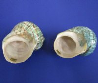 3-1/2 to 3-7/8 inches Polished Jade Turbo Shells for Large Hermit Crabs in Bulk - 6 @ $8.65 each