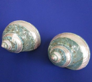 2-1/2 to 2-7/8 inches Polished Jade Turbo Shells with Pearl Bands - 5 @ $6.00 each