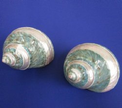 2-1/2 to 2-7/8 inches Polished Jade Turbo Shells with Pearl Bands - 5 @ $5.20 each