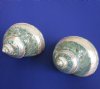 2-1/2 to 2-7/8 inches Polished Jade Turban Shells with Pearl Bands <font color=red> Wholesale </font> - Case of 30 @ $3.25 each