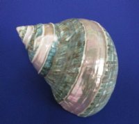 2-1/2 to 2-7/8 inches Polished Jade Turbo Shells with Pearl Bands - 5 @ $6.00 each