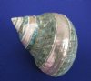 3 to 3-3/8 inches Polished Jade Turbo Seashells with Pearl Bands - 6 @ $6.80 each
