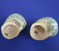 2-1/2 to 2-7/8 inches Polished Jade Turbo Shells with Pearl Bands - 5 @ $6.00 each