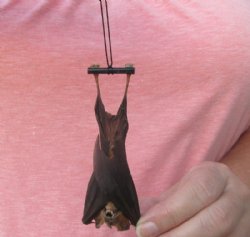 Preserved, Mummified Bicolored Leaf-Nosed Bats <font color=red> Wholesale</font> (hipposideros bicolor) - 4 @ $28 each
