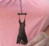 3-3/4 inches  Mummified Bicolored Leaf-Nosed Bat for Sale - <font color=red> $25.99</font> Plus $5.50 First Class Mail