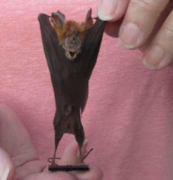 Preserved, Mummified Bicolored Leaf-Nosed Bats <font color=red> Wholesale</font> (hipposideros bicolor) - 4 @ $28 each