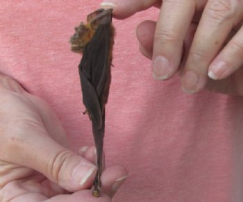 Mummified Bicolored Leaf-Nosed Bat, 3-3/4 inches - $41.99