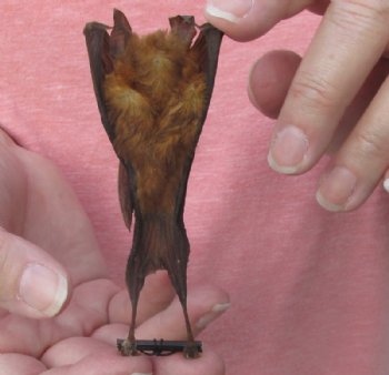 Preserved, Mummified Bicolored Leaf-Nosed Bats <font color=red> Wholesale</font> (hipposideros bicolor) - 4 @ $28 each