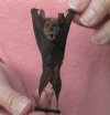3-3/4 inches Mummified Intermediate Roundleaf Bat for Sale  - <font color=red> $25.99 each</font> Plus $5.50 First Class Mail