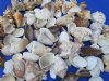 1 to 4 inches Assorted Haitian Seashells including Conchs, Cockles, Clams, Murex, Turkey Wing Shells - 1 Gallon (3.45 lbs) @ $19.99 a bag; 3 gallons @ $16.80 a bag