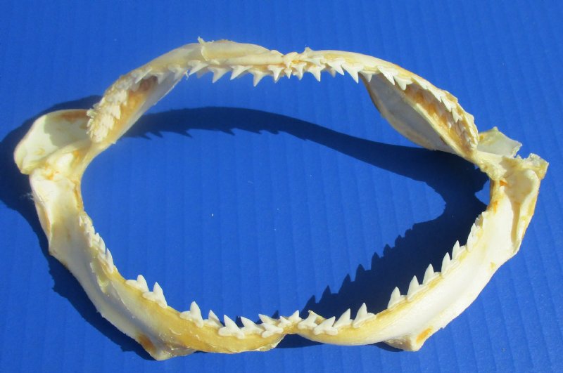 6 to 7-3/4 inches Authentic Scalloped Hammerhead Shark Jaws in Bul