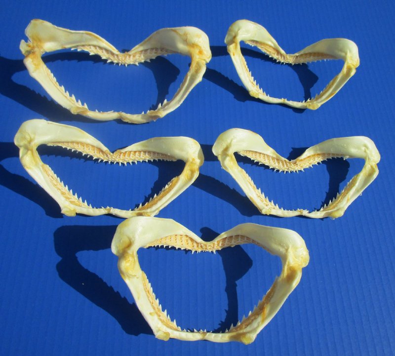6 to 7-3/4 inches Authentic Scalloped Hammerhead Shark Jaws in Bul