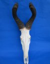 Red Hartebeest Skull and Horns for Sale - Pack of 1 @ $99.99 each; <font color=red> Wholesale</font> Pack of 2 @ $85.00 each