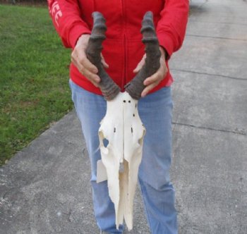 Grade B Quality Authentic Red Hartebeest Skull and Horns <font color=red> Wholesale</font> (With Damage) - 2 @ $63 each 