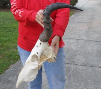 Authentic Red Hartebeest Skull and Horns <font color=red> Grade B Wholesale</font> (With Damage) - 2 @ $63 each 
