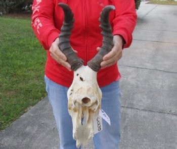 Red Hartebeest Skull and Horns Grade B With Damaged <font color=red> Wholesale</font> - 2 @ $63 each