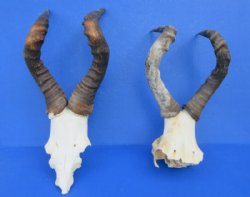Red Hartebeest Skull Plate with Horns, Grade B - $46.99 each