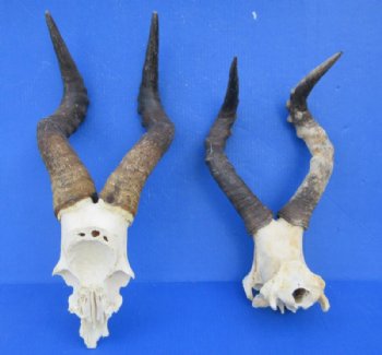 Red Hartebeest Skull Plate with Horns, Grade B - $46.99 each