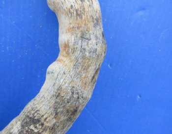 Red Hartebeest Skull Plate with Horns, Grade B - $46.99 each
