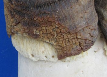 Red Hartebeest Skull Plate with Horns, Grade B - $46.99 each