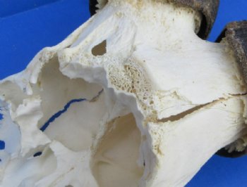 Red Hartebeest Skull Plate with Horns, Grade B - $46.99 each