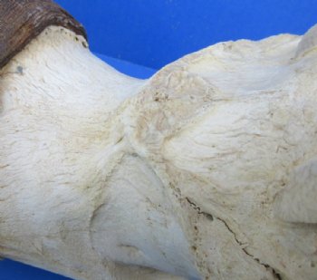 Red Hartebeest Skull Plate with Horns, Grade B - $46.99 each