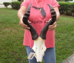 Female Red Hartebeest Skull Plate with Horns <font color=red> Wholesale</font> - 2 @ $45.00 each