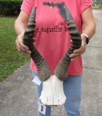 Female Red Hartebeest Skull Plate with Horns <font color=red> Wholesale</font> - 2 @ $45.00 each