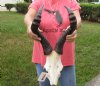 Female Red Hartebeest Skull Plate with Horns <font color=red> Wholesale</font> - 2 @ $45.00 each