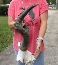 Female Red Hartebeest Skull Plate with Horns <font color=red> Wholesale</font> - 2 @ $45.00 each