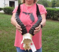 Female Red Hartebeest Skull Plate with Horns <font color=red> Wholesale</font> - 2 @ $45.00 each